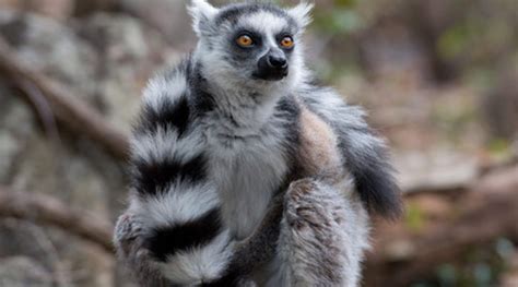 WarnerBros.com | Island of Lemurs: Madagascar | Movies