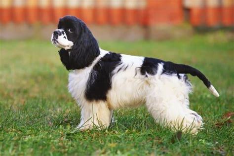 Características del cocker spaniel americano MiVet