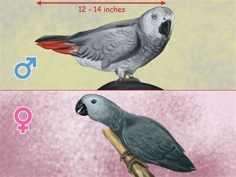 Pin On African Grey Parrot