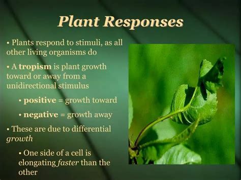 Ppt Plant Responses Powerpoint Presentation Free Download Id 1454659