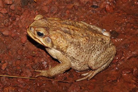 Intoxicación Con Veneno De Sapo • Veterinaria Dr Brenes