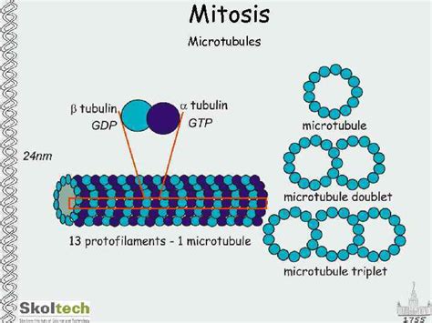 MSU Skol Tech Mitosis Mitosis Cell