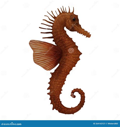Seahorse Hippocampus Digital Art by Winters860 Isolated, Transparent