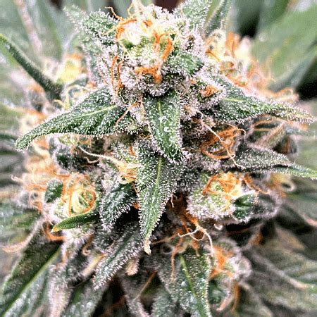 Lemon Auto Seeds | Free Shipping | Irishseedbank.com