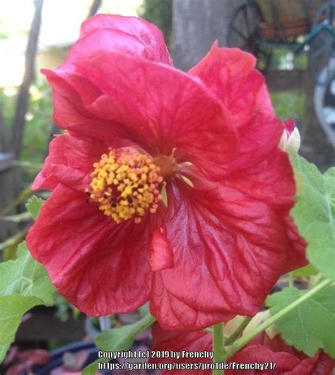 Abutilons: Plant Care and Collection of Varieties - Garden.org