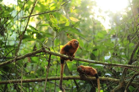 Biodiversidade Brasileira On Twitter Algumas Fotos Da Visita A