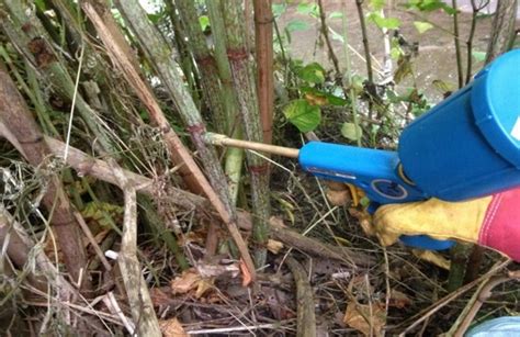 Japanese Knotweed Control Nottinghamshire County Council