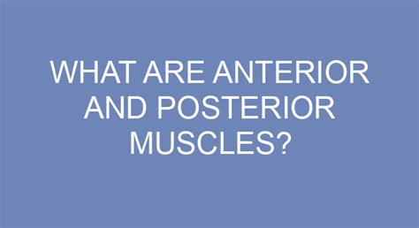 What Are Anterior And Posterior Muscles?