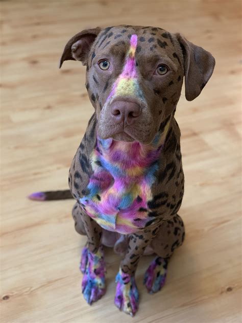 I wanted to show off Seymour’s Halloween costume! (Don’t worry. His mom