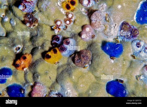 Christmas Tree Wormsspirobranchus Corniculatus In Porites Sp From