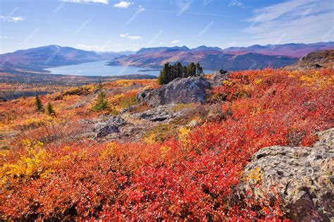 premium photo fall colored tundra fish lake yukon territory canada