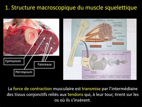 Utln Pod Physiologie Musculaire Cm L