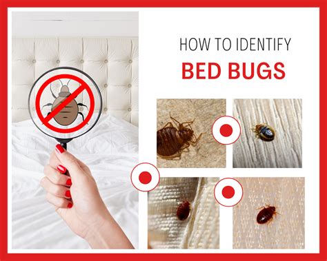 Identifying Bed Bug Infestation 6 Signs You Need To Know