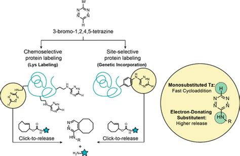 Synthesis And Application Of 3 Bromo 1 2 4 5 Tetrazine For Protein