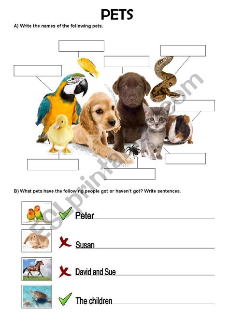 Pets Esl Worksheet By Anniesa