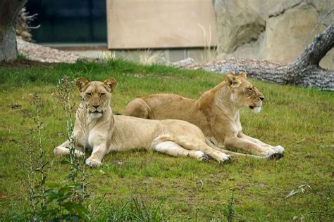 Fresno Chaffee Zoo - Wikipedia