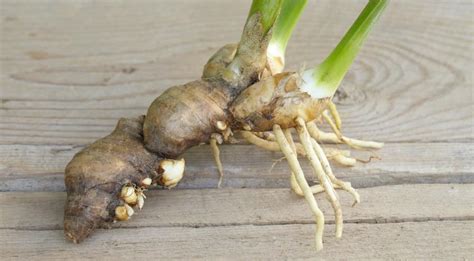 Когда сажать ирисы бородатые - личный опыт