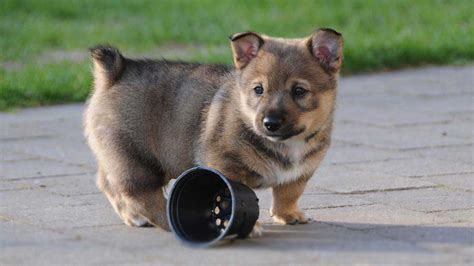 Swedish Vallhund - Temperament, Lifespan, Shedding, Puppy