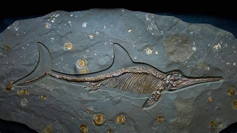 85 best Ichthyosaur images on Pholder | Naturewasmetal, Paleontology ...