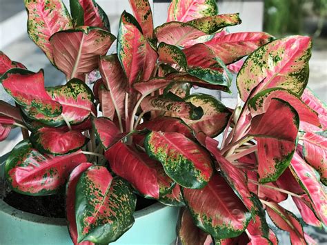 10 Pink Houseplants Make A Splash With The Most Beautiful Color