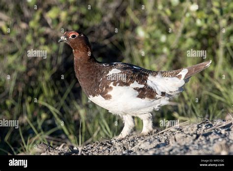 Alaska State Bird Name