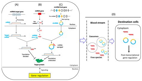 Ijms Free Full Text Circular Rna And Microrna Mediated Post