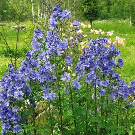 Купить Синюха голубая - Синюха - GardenPlants