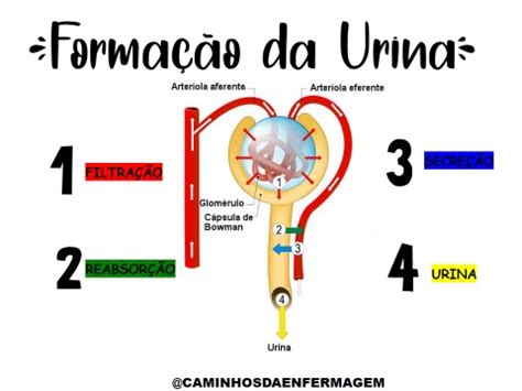 Formação da urina Anatomia I