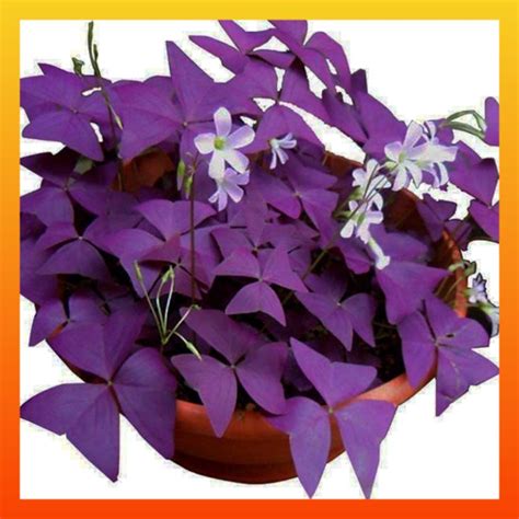 Jual Tanaman Gantung Oxalis Triangularis Bunga Hias Kupu Kupu Shopee