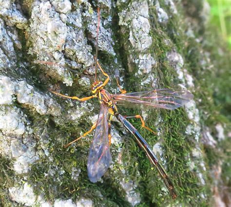 Giant Ichneumon Megarhyssa Atrata Bugguide Net