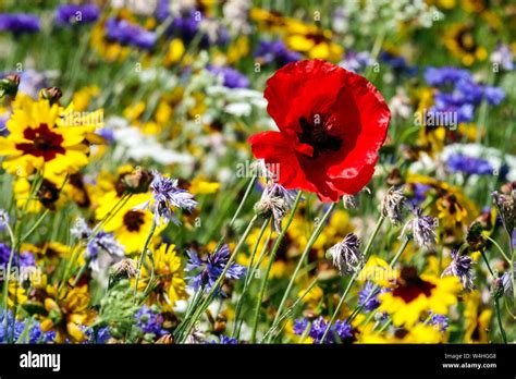 Red blue yellow combination flowers, summer garden meadow, red poppy ...