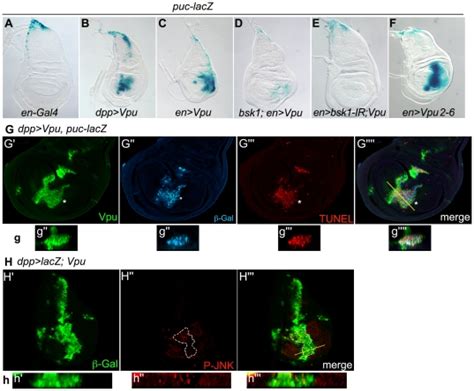 Af Puc Lacz Expression X Gal Staining In En Gal A Dpp Gal