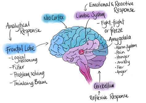 All Categories SCHEMA PSYCHOLOGY