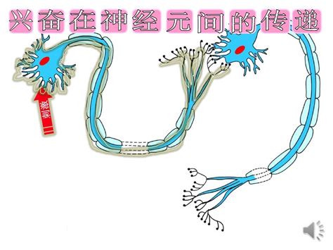 兴奋在神经元之间的传递 word文档在线阅读与下载 免费文档