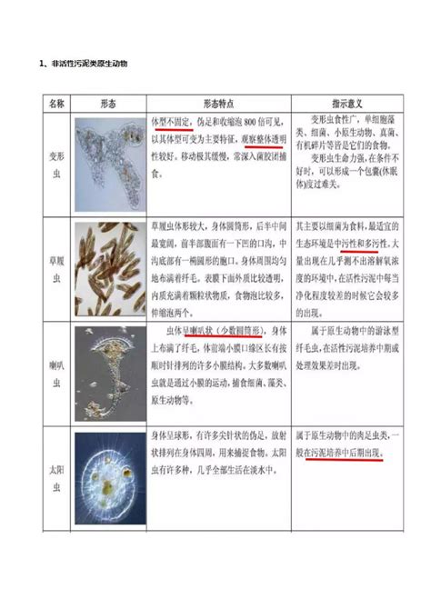 活性污泥微生物镜检，附35种微生物图谱和10个问答 土木在线