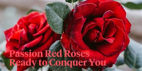 The 10 Best Roses In Passion Red Color