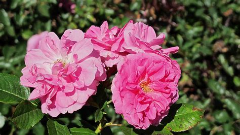 Rosa Parkland 'Morden Centennial' - Pépinière Cramer Inc.