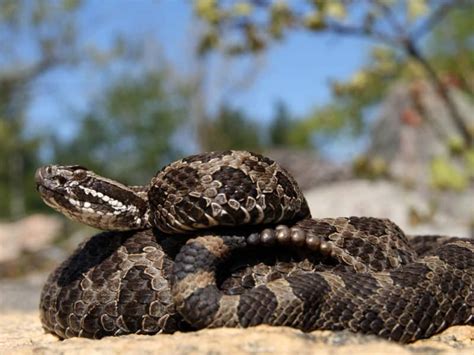 Michigan Rattlesnake Krebs Creek