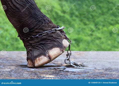 Нога и цепь слона на конкретном поле Стоковое Изображение - изображение ...