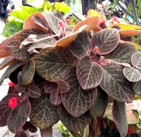 Episcia Choco Brown Soldier Live Plant Well Rooted Well Eatablished