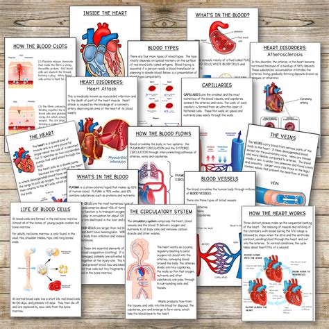 Circulatory System Reading Booklet Pinay Homeschooler Shop