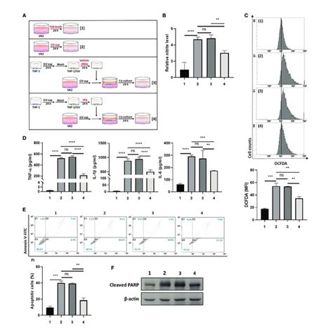 Tp Induced M A Macrophages Promote Vk Cell Migration And Epithelial