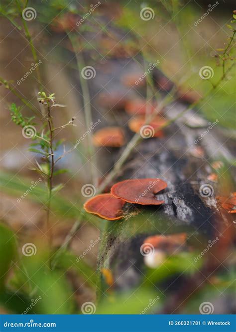 Tree Trunk With Orange Pycnoporus Sanguineus Fungus On It Stock Image