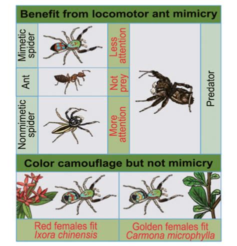 The Jumping Spider Siler Colli Image Eurekalert Science News Releases