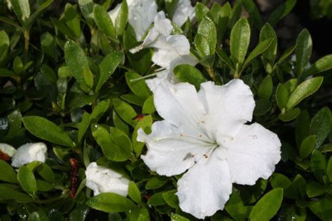 Azalea Gumpo White – Kilmarnock Nurseries