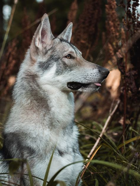 Unveiling Wolf Dog Breeds: Exploring the Canine Varieties