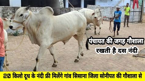 Top Haryana Bull👌 गौशाला गांव वालों की गायों के लिए रखती है 10 नंदी👍