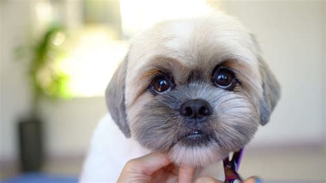 Top Lhasa Poo Haircuts (With Pictures!) DIY Grooming Tips, 42% OFF