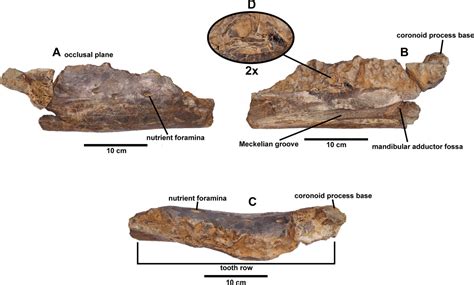 New Dinosaur Alert — Fylax Thyrakolasus Prieto Márquez And Carrera