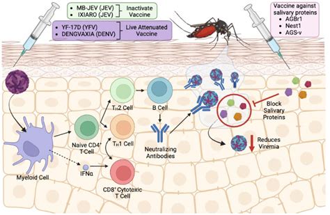 Pathogens Free Full Text Mosquito Salivary Proteins And Arbovirus